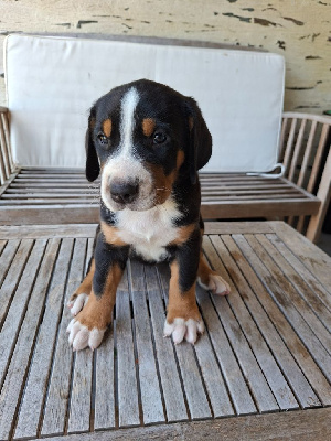 CHIOT 6 Violet