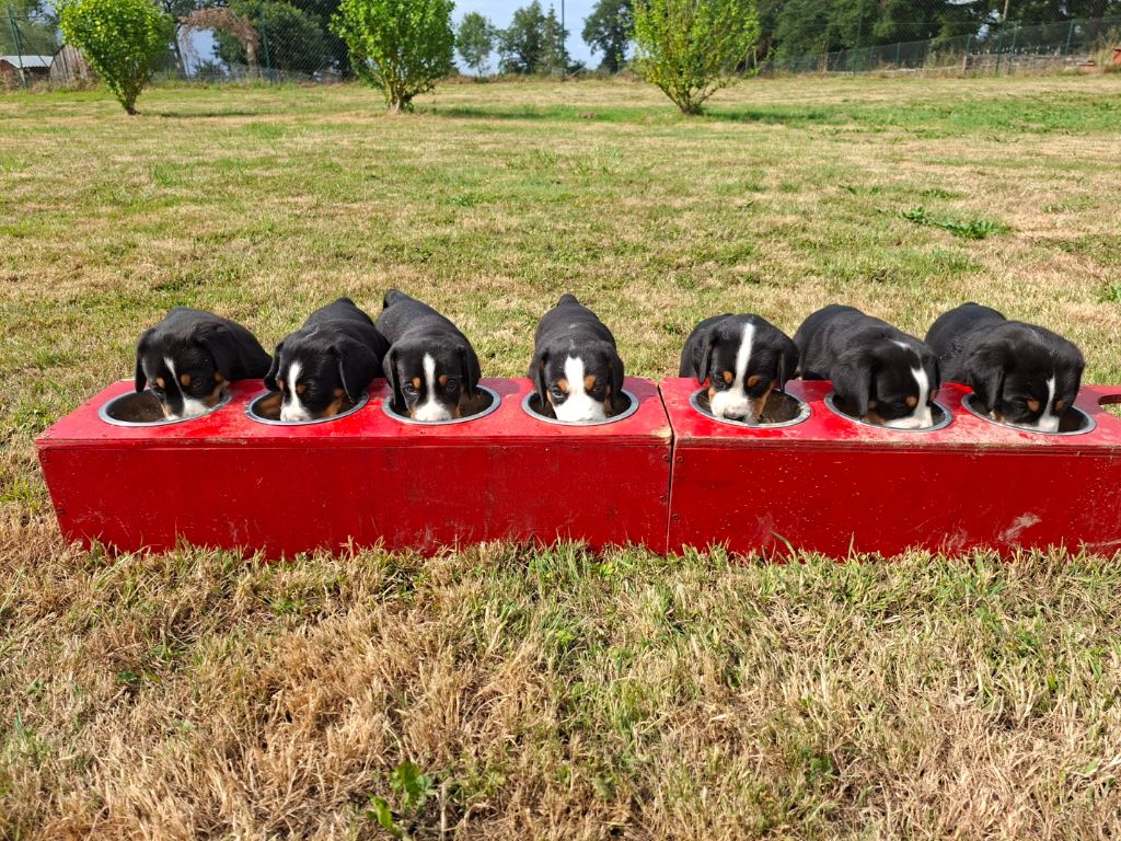 Chiot Grand bouvier suisse Des Géants De L'Espérance