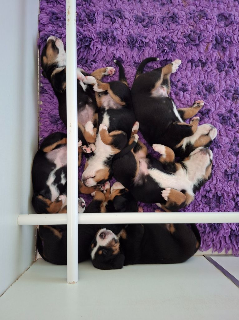Chiot Grand bouvier suisse Des Géants De L'Espérance