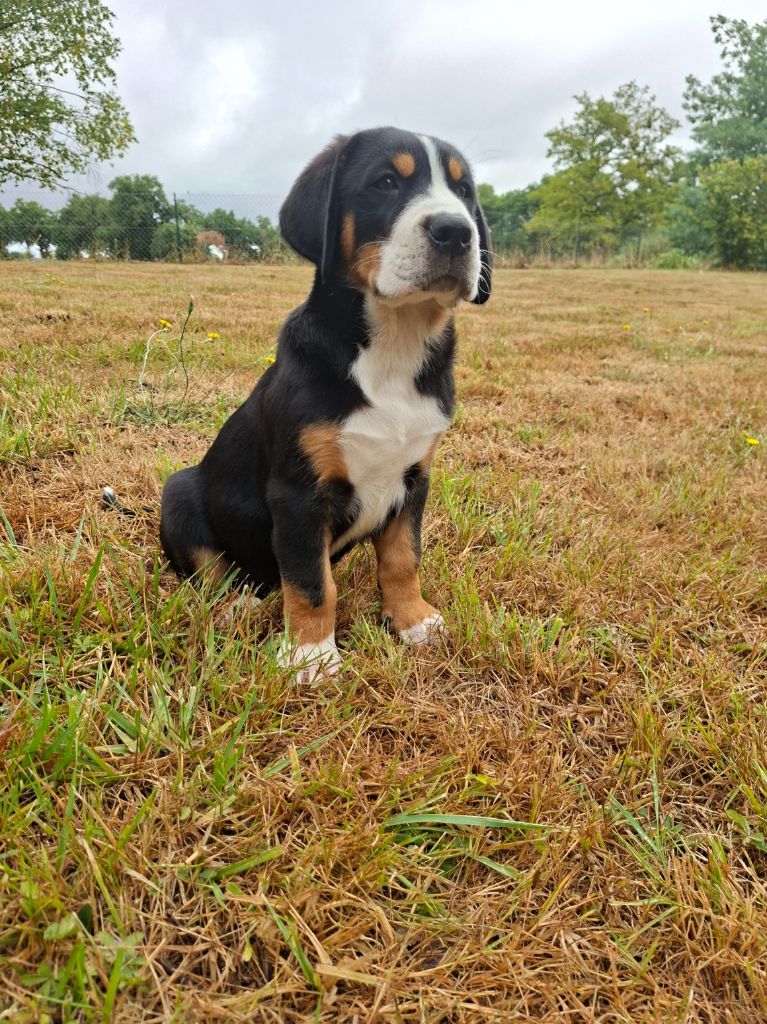 Des Géants De L'Espérance - Chiots disponibles - Grand bouvier suisse